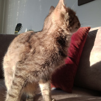 Tekir Kedi, Kedi  Mia fotoğrafı