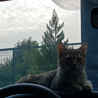 Tekir Kedi, Kedi  Mia fotoğrafı