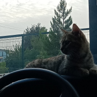 Tekir Kedi, Kedi  Mia fotoğrafı