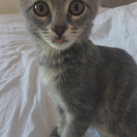 Tekir Kedi, Kedi  şükufe fotoğrafı