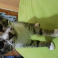 Tekir Kedi, Kedi  Zeyna fotoğrafı