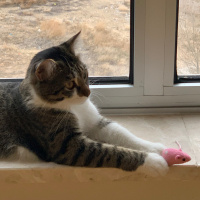 Tekir Kedi, Kedi  mutlu fotoğrafı