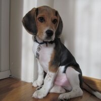 Beagle, Köpek  pasha fotoğrafı