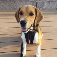 Beagle, Köpek  pasha fotoğrafı