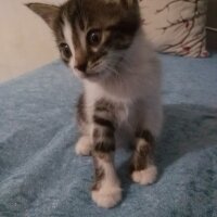 Tekir Kedi, Kedi  Tosi fotoğrafı