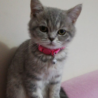 British Shorthair, Kedi  Mia fotoğrafı