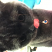 Scottish Fold, Kedi  Zeyna fotoğrafı