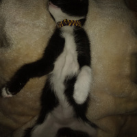 Tekir Kedi, Kedi  Yufka fotoğrafı
