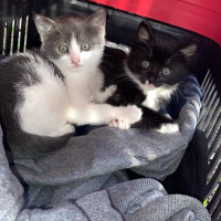 Tekir Kedi, Kedi  Yufka fotoğrafı