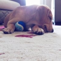 Labrador Retriever, Köpek  Arya fotoğrafı