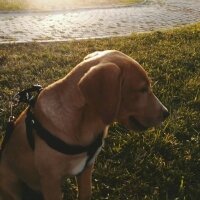 Labrador Retriever, Köpek  Arya fotoğrafı