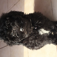 Poodle (Minyatür Kaniş), Köpek  Pickle fotoğrafı