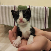 Tuxedo (Smokin) Kedi, Kedi  Pati fotoğrafı