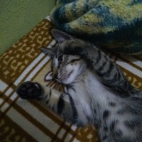 Tekir Kedi, Kedi  Tekir bengâl fotoğrafı