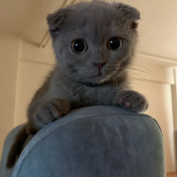 Scottish Fold, Kedi  Boris fotoğrafı