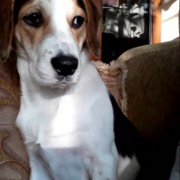 Beagle, Köpek  Kiraz fotoğrafı