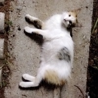 Tekir Kedi, Kedi  Tilki fotoğrafı