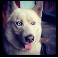 Sibirya Kurdu (Husky), Köpek  Pamuk fotoğrafı