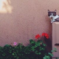 Tekir Kedi, Kedi  Beşiktaş fotoğrafı