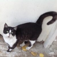 Tekir Kedi, Kedi  Beşiktaş fotoğrafı