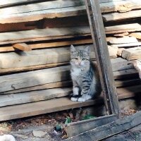 Tekir Kedi, Kedi  Minnaklar fotoğrafı