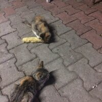 Tekir Kedi, Kedi  Minnaklar fotoğrafı