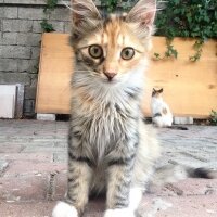 Tekir Kedi, Kedi  Minnaklar fotoğrafı