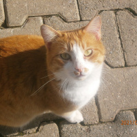 Tekir Kedi, Kedi  Yavru Pisi fotoğrafı