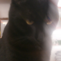 Tekir Kedi, Kedi  Yavru Pisi fotoğrafı