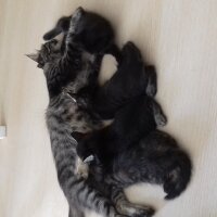 Tekir Kedi, Kedi  5 yavru  fotoğrafı