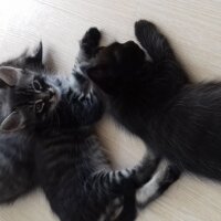 Tekir Kedi, Kedi  5 yavru  fotoğrafı