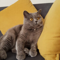 British Shorthair, Kedi  Maya fotoğrafı