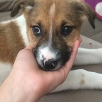 Alman Çoban Köpeği, Köpek  Lisa fotoğrafı
