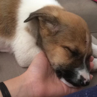 Alman Çoban Köpeği, Köpek  Lisa fotoğrafı
