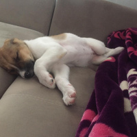 Alman Çoban Köpeği, Köpek  Lisa fotoğrafı