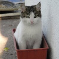 Tekir Kedi, Kedi  Maru fotoğrafı