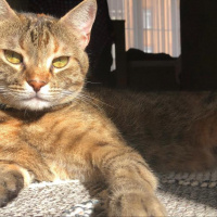 Tekir Kedi, Kedi  Suffle fotoğrafı