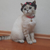 British Shorthair, Kedi  Badem fotoğrafı