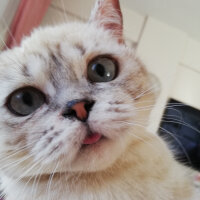 British Shorthair, Kedi  Badem fotoğrafı