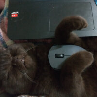 British Shorthair, Kedi  Şila fotoğrafı