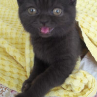 British Shorthair, Kedi  Şila fotoğrafı