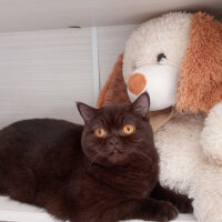 British Shorthair, Kedi  Şila fotoğrafı