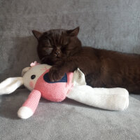 British Shorthair, Kedi  Şila fotoğrafı