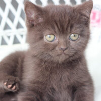 British Shorthair, Kedi  Şila fotoğrafı