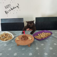 British Shorthair, Kedi  Şila fotoğrafı