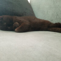 British Shorthair, Kedi  Şila fotoğrafı