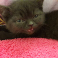 British Shorthair, Kedi  Şila fotoğrafı