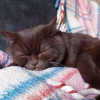 British Shorthair, Kedi  Şila fotoğrafı