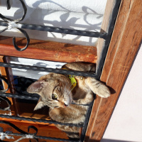 Tekir Kedi, Kedi  Masum fotoğrafı