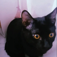 Bombay, Kedi  Gece fotoğrafı